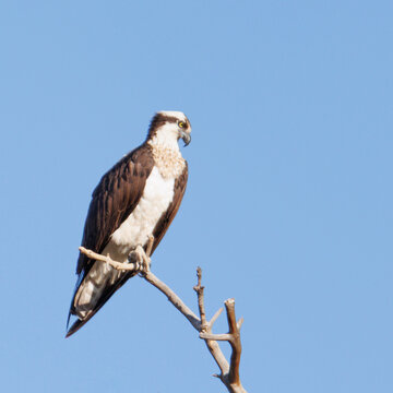 Osprey Perched on Bare Tree Branch Against Blue Sky