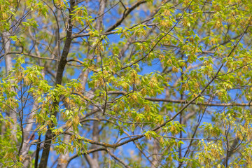 Fototapeta premium Delicate new leaves unfolding on branches with soft sunlight, tiny buds visible among fresh green, airy blue sky glimpses, calm regenerative mood and botanical detail