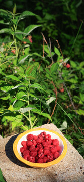Fresh Raspberries in Bowl with Raspberry Patch Garden Background