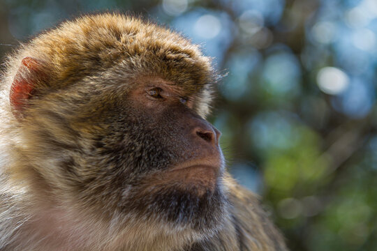 Berberaffe auf Gibraltar