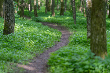 Serene green walkway. Peaceful trail with lush foliage. Calm pathway lined by vibrant plant life. Tranquil shaded lane enveloped in flourishing greenery and gentle light © beholdereye
