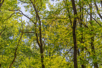 Fototapeta premium Quiet grove with peaceful ambiance. Tranquil forest filled with vibrant green foliage. Calm woodland setting featuring flourishing trees and soothing surroundings