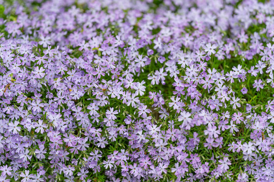 Lavender phlox carpet fills frame, soft purple blooms create lowgrowing mat across sunlit rock garden, offering tranquil spring mood and textural contrast with green foliage
