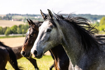 Fototapeta premium Young grey warmblood horse galloping with herd on sunny pasture meadow