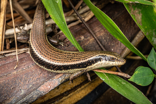 Bronze sun skink lizard (Eutropis macularia) in Bangkok, Thailand