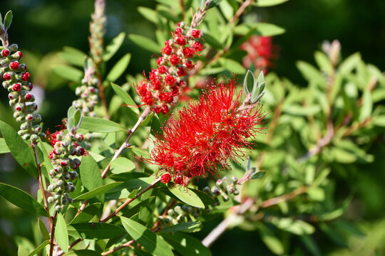 ブラシノキ　Bottlebrush