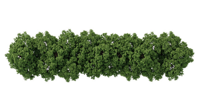 Top-down row of dense green tree canopy on transparent background