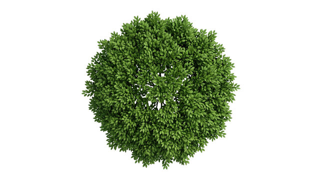 Top-down view of a round green leafy shrub on a transparent background, showing dense foliage and circular shape