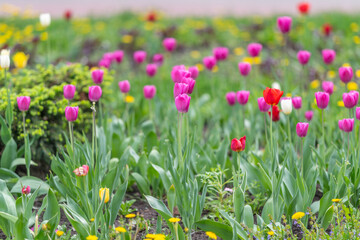 Obraz premium Colorful garden scene. Vibrant spring tulips with surrounding foliage in soft focus. Lively springtime tulip display amidst greenery and urban park pathways in bright daylight
