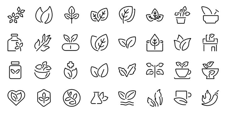 Minimal herb and basil outline icon set. Leaf, garden and nature botanical symbols in editable vector stroke line style