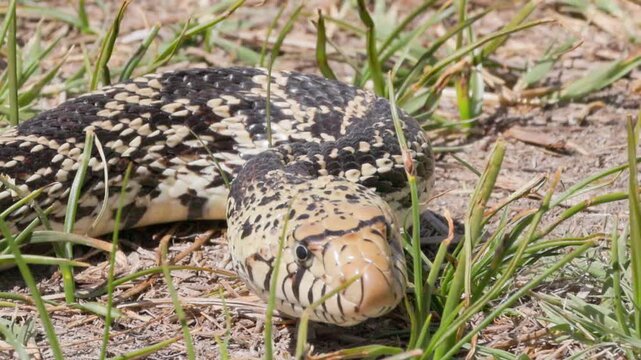 Bullsnake Slithering Through Grass Real Time