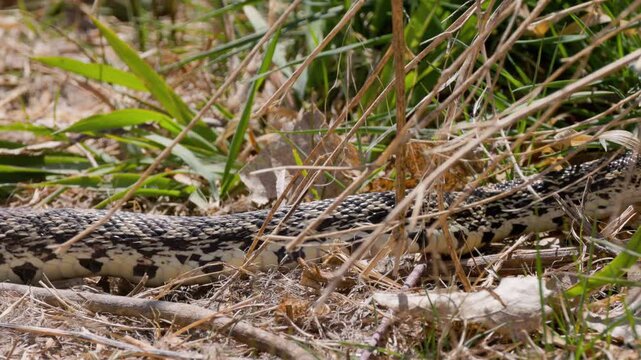 Bullsnake Slithering Through Grass Real Time