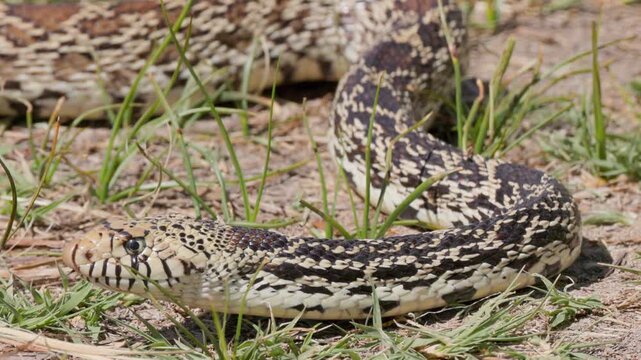Bullsnake Slithering Through Grass Real Time