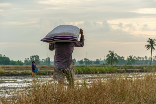 Farmer carrying heavy sack across rice field reflecting traditional agriculture rural labor farming livelihood