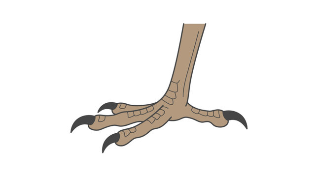 Bird Foot with Claws.