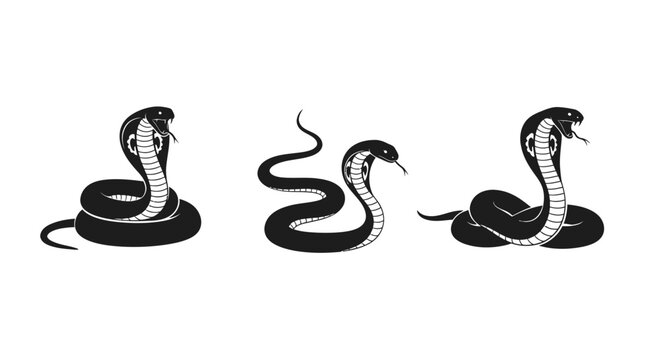 Black and white cobra snakes.
