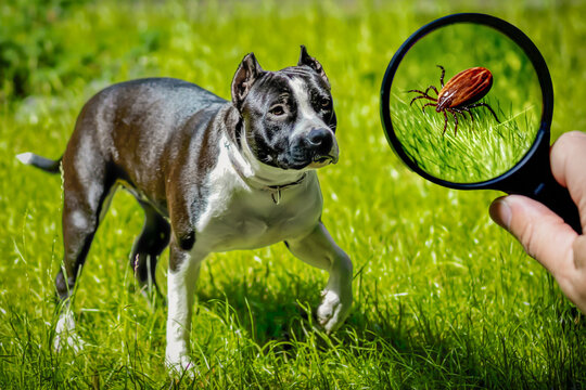 A hand holds a magnifying glass showing a parasite tick close-up, highlighting the hidden threat for a dog walking on the grass. Perfect for veterinary warning, Lyme disease prevention
