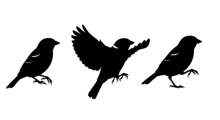 Fototapeta premium Three Black Birds in Flight Silhouette 1.