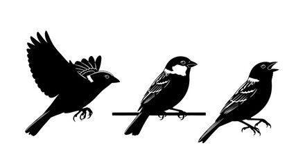 Fototapeta premium Three Black Birds on a Branch 1.