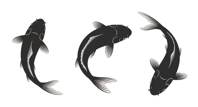 Three black koi fish swimming together.