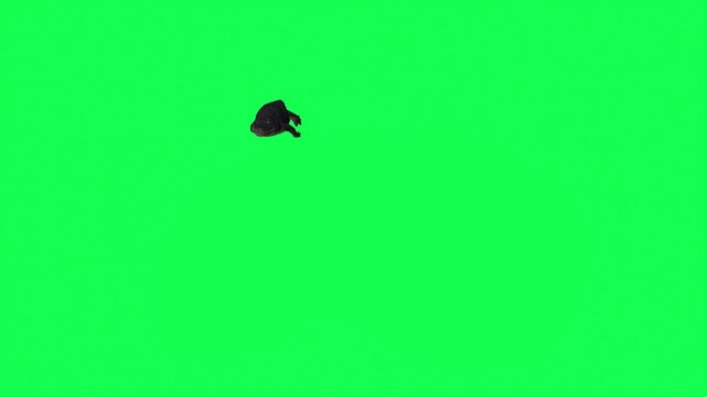 4k alligator Reptile swimming approaching from a distance front view animation isolated on Green Screen Animal, 3D Realistic Crocodile swimming rendering on chroma key, video for your rhymes, stories