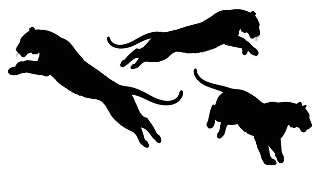 Three black panther silhouettes jumping running.
