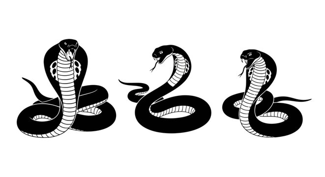 Three Black Snakes in Aggressive Posture.