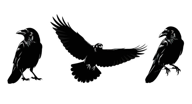 Three black silhouettes of ravens standing.