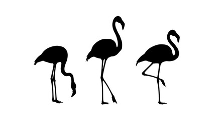 Obraz premium Three Flamingos Standing Side by Side.