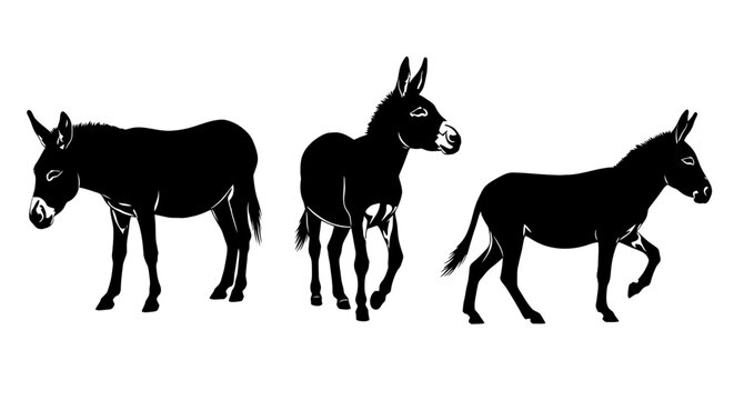 Three donkeys walking in a line.