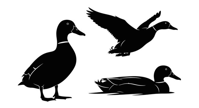 Three ducks in different positions.