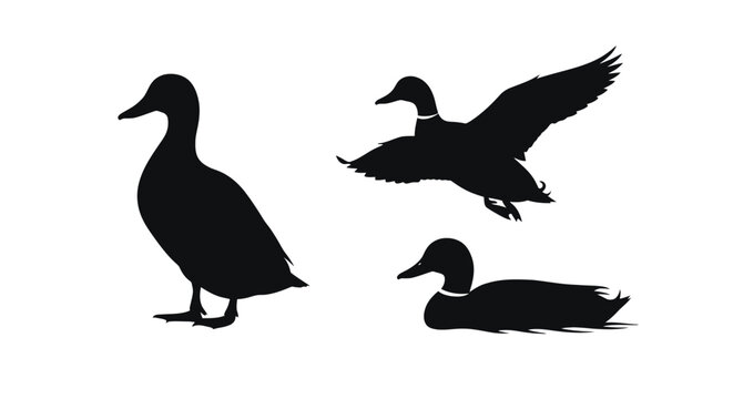 Three ducks in various poses flying.