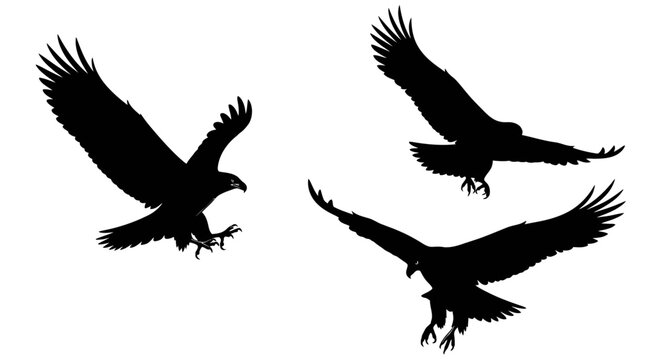 Three Eagles in Flight Silhouette Birds.