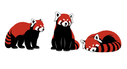 Obraz premium Three Red Pandas Sitting Together 1.