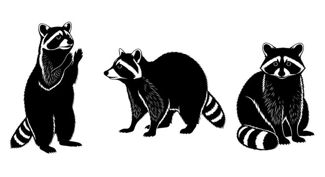 Three raccoons standing in row.