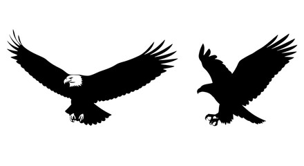 Fototapeta premium Two American Bald Eagles Flying Together.