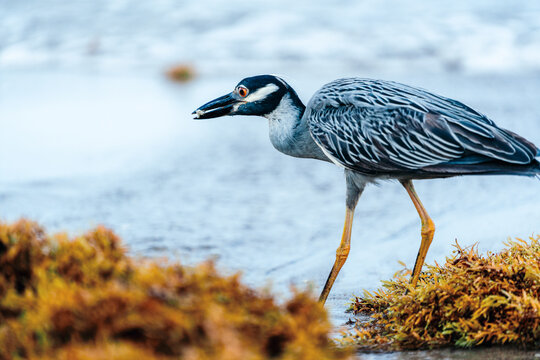 night heron feeding on beach