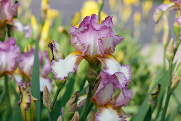 white and purple irises in the garden   © laykamars