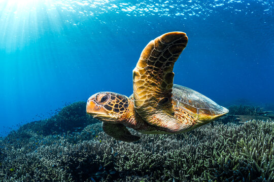 Green sea turtle swimming beneath crystal clear blue water at Lady Elliot Island, Australia in the tropical ocean environment.