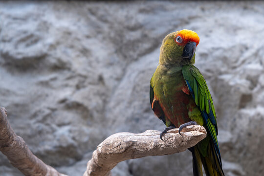 A golden capped parakeet on its perch in its aviary.
