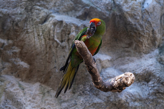 A golden capped parakeet on its perch eating a chestnut.