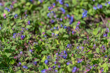 Fototapeta premium Soft sea of purple groundcover gentle sunlight, soothing palette, shallow focus, versatile backdrop for wellness, spa, mindfulness and natural product campaigns