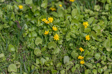 Obraz premium Bright floral display. Closeup of springtime blossoms and textured foliage. Photograph showcasing vibrant yellow blooms surrounded by heartshaped leaves and dewy greenery