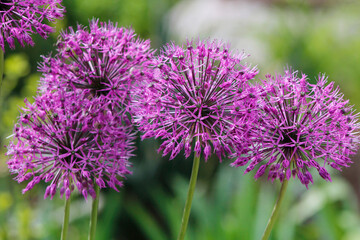 Fototapeta premium purple allium onion in the garden