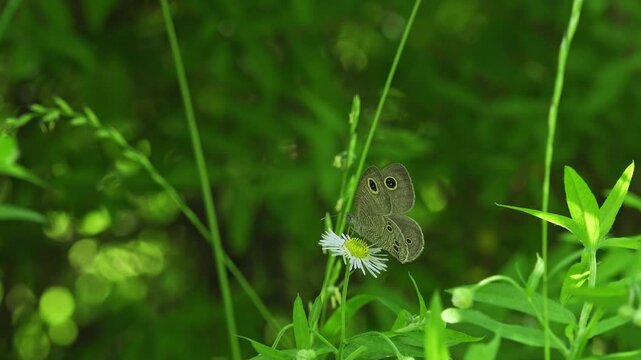 4K Real-time video of a ringlet butterfly (Ypthima argus) turning on a wildflower and drinking nectar, lush green nature background.