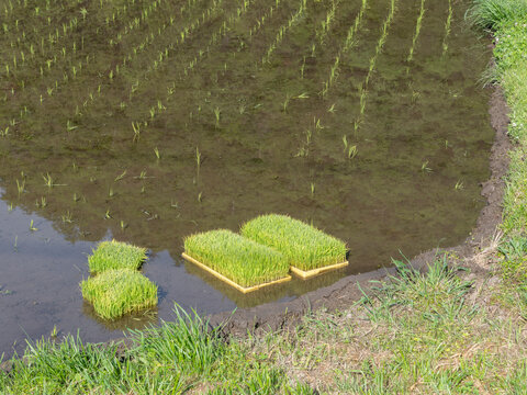 苗が植えられた水田と苗床
