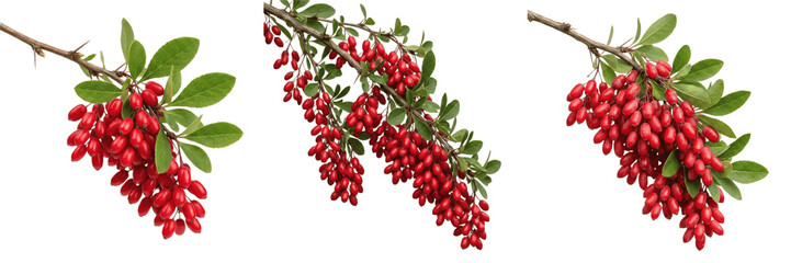 Set and collection of branch of ripe red barberry berries isolated on white background © amazing