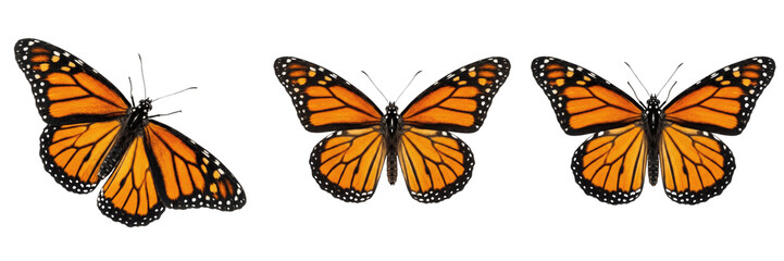 Fototapeta premium Set and collection of beautiful orange monarch butterfly wings spread isolated on white background