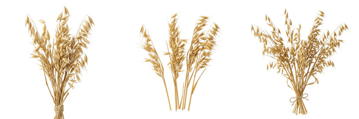 Fototapeta premium Set and collection of bunch of dry golden wheat stalks bundle isolated on white background
