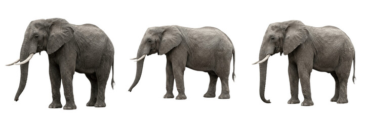Set and collection of large african elephant standing side view isolated on white background